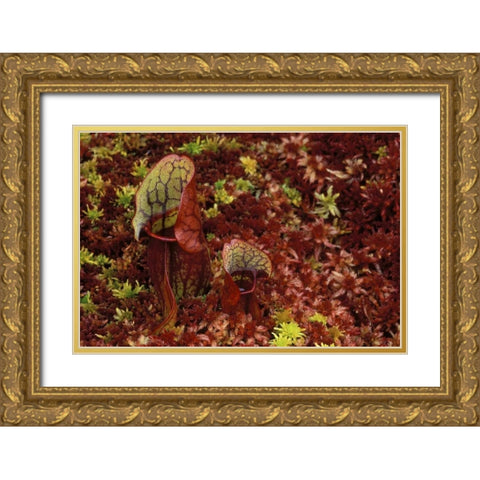 MI, Northern pitcher plants in sphagnum in autumn Gold Ornate Wood Framed Art Print with Double Matting by Carlson, Mark
