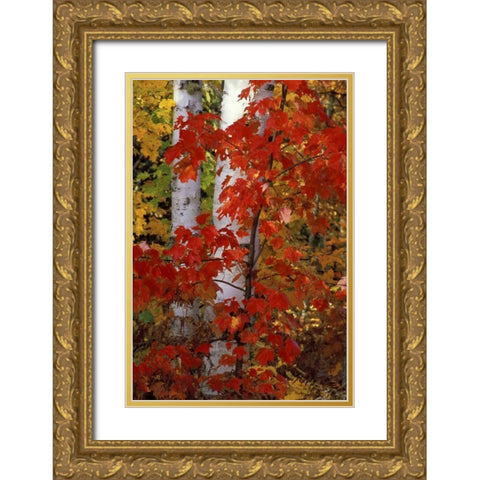 MI, White paper birch with maple trees in Autumn Gold Ornate Wood Framed Art Print with Double Matting by Carlson, Mark