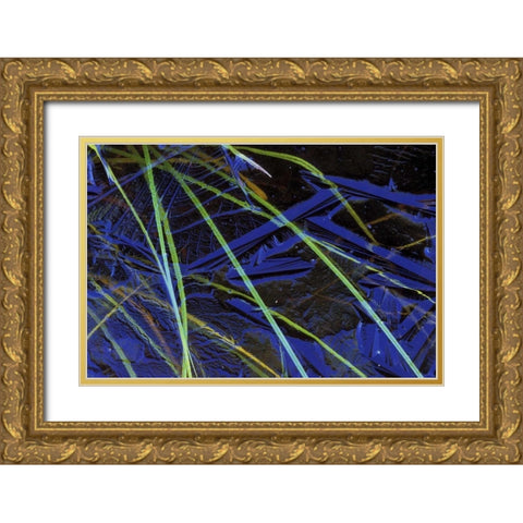 MI, Upper Peninsula, Sedge leaves under thin ice Gold Ornate Wood Framed Art Print with Double Matting by Carlson, Mark