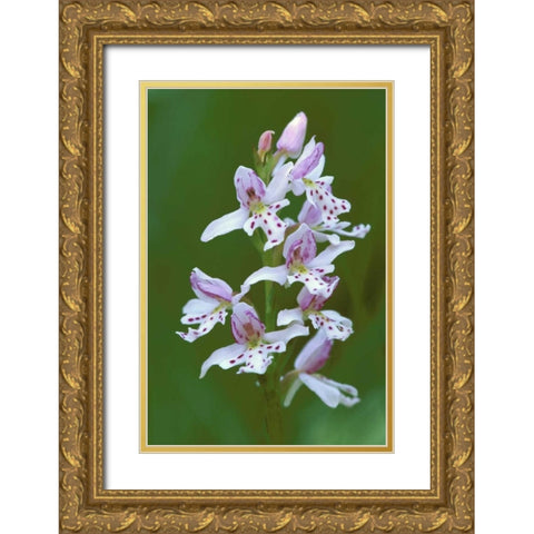MI, Upper Peninsula, Small round-leafed orchis Gold Ornate Wood Framed Art Print with Double Matting by Carlson, Mark