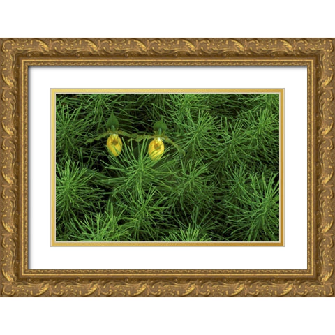 MI, Yellow ladys slipper orchids amid horsetail Gold Ornate Wood Framed Art Print with Double Matting by Carlson, Mark