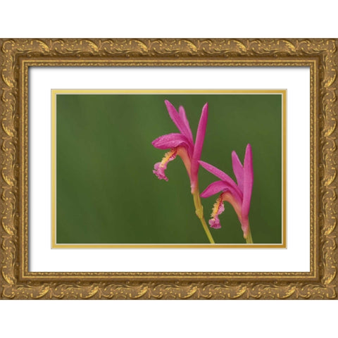 Michigan, Close-up of native orchids Gold Ornate Wood Framed Art Print with Double Matting by Carlson, Mark
