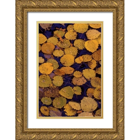 MI, Largetooth aspen leaves in Autumn on water Gold Ornate Wood Framed Art Print with Double Matting by Carlson, Mark