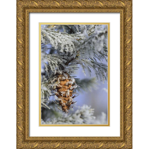 MI, Morning light on balsam fir cone with frost Gold Ornate Wood Framed Art Print with Double Matting by Carlson, Mark