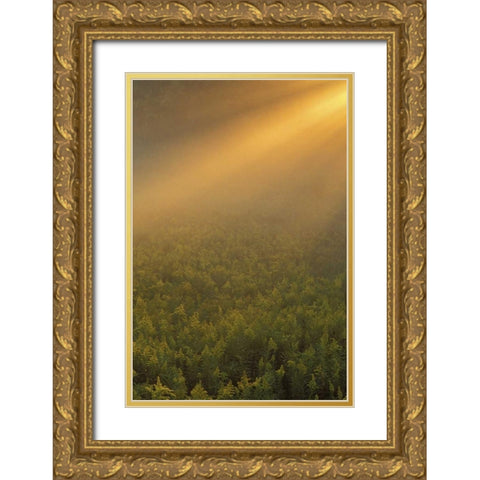 MI, Meadow of goldenrod in foggy summer sunlight Gold Ornate Wood Framed Art Print with Double Matting by Carlson, Mark