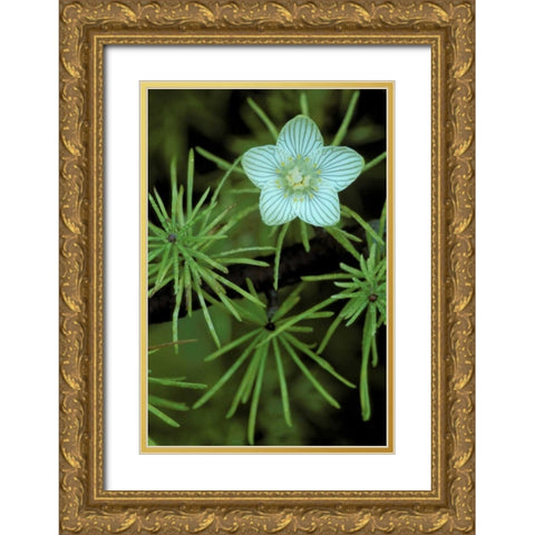 MI, Bog-Star flower in tree needles in autumn Gold Ornate Wood Framed Art Print with Double Matting by Carlson, Mark
