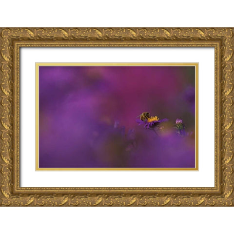MI, Honeybee pollinating aster blossom Gold Ornate Wood Framed Art Print with Double Matting by Carlson, Mark