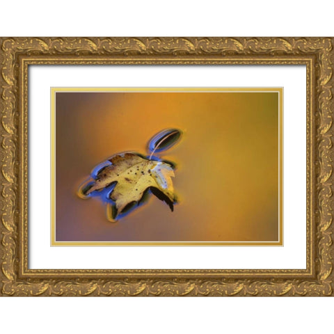 MI, Maple leaf floating on water surface Gold Ornate Wood Framed Art Print with Double Matting by Carlson, Mark