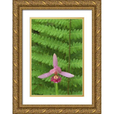 MI, Rose pogonia orchid and marsh fern in spring Gold Ornate Wood Framed Art Print with Double Matting by Carlson, Mark