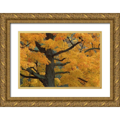 Michigan, Close-up of sugar maple tree in autumn Gold Ornate Wood Framed Art Print with Double Matting by Carlson, Mark