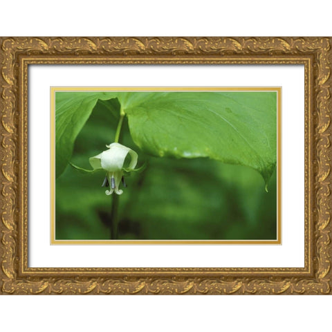 MI, Trillium flower hangs beneath leaf in spring Gold Ornate Wood Framed Art Print with Double Matting by Carlson, Mark