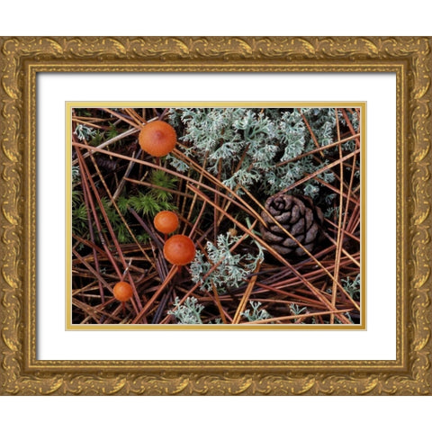 MI, Forest floor with mushrooms and leaf litter Gold Ornate Wood Framed Art Print with Double Matting by Carlson, Mark