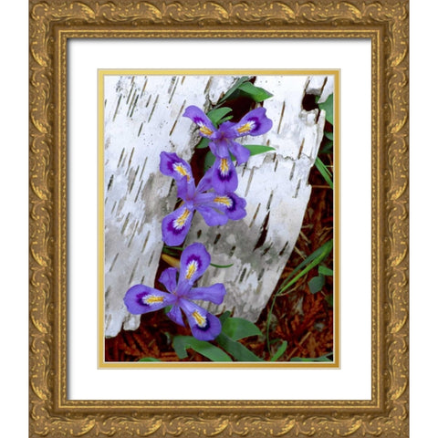 MI, Dwarf lake iris growing through birch bark Gold Ornate Wood Framed Art Print with Double Matting by Zuckerman, Jim