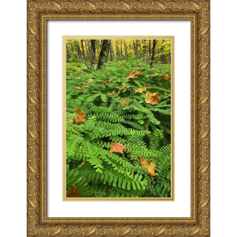 Michigan Fallen leaves on ferns in forest Gold Ornate Wood Framed Art Print with Double Matting by Rotenberg, Nancy