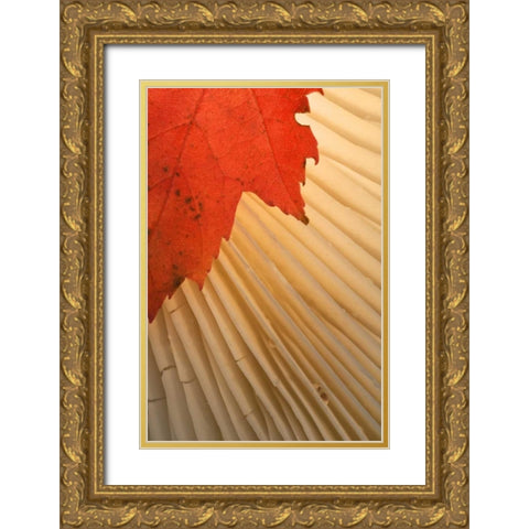 Michigan Red maple leaf and mushroom gill Gold Ornate Wood Framed Art Print with Double Matting by Rotenberg, Nancy