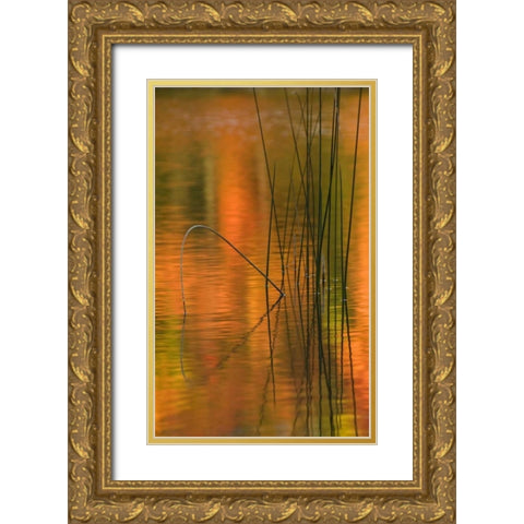 Michigan Reeds in autumn reflections in water Gold Ornate Wood Framed Art Print with Double Matting by Rotenberg, Nancy