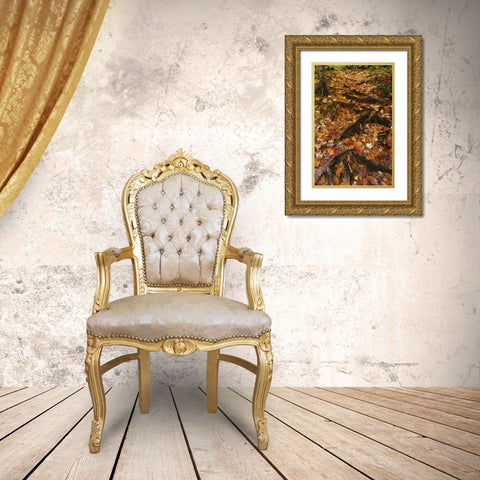 MI, Roots of trees with fallen leaves in autumn Gold Ornate Wood Framed Art Print with Double Matting by Rotenberg, Nancy