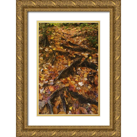 MI, Roots of trees with fallen leaves in autumn Gold Ornate Wood Framed Art Print with Double Matting by Rotenberg, Nancy