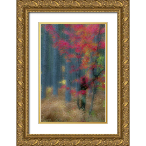 Michigan Soft focus of a forest in autumn color Gold Ornate Wood Framed Art Print with Double Matting by Rotenberg, Nancy