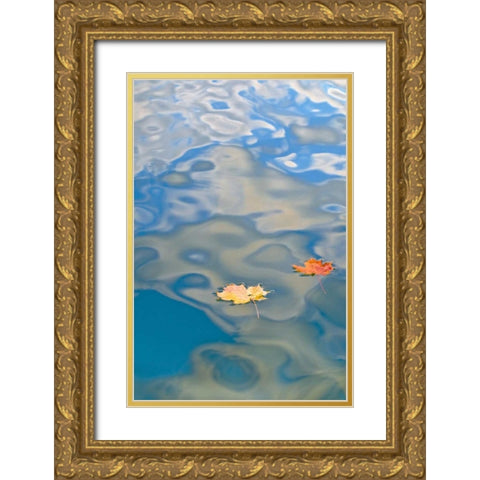 MI, Two leaves floating on Petes Lake Gold Ornate Wood Framed Art Print with Double Matting by Rotenberg, Nancy