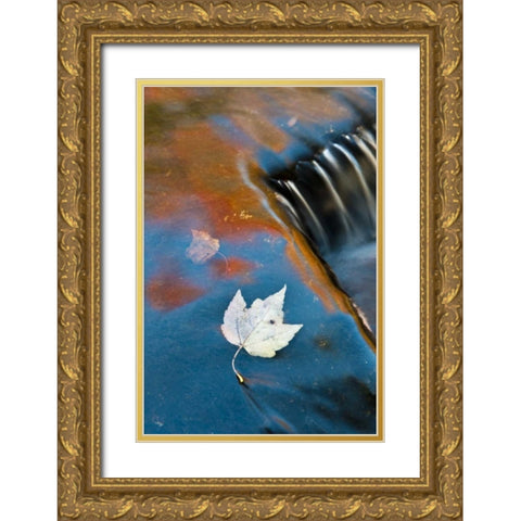MI, Leaf floating in pond at Bond Falls Gold Ornate Wood Framed Art Print with Double Matting by Rotenberg, Nancy