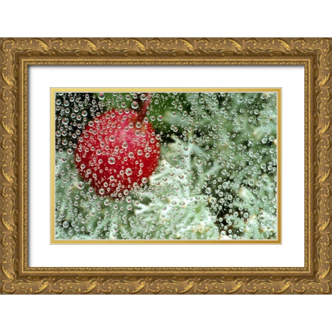 MI, Wintergreen berry and lichen through dew Gold Ornate Wood Framed Art Print with Double Matting by Carlson, Mark