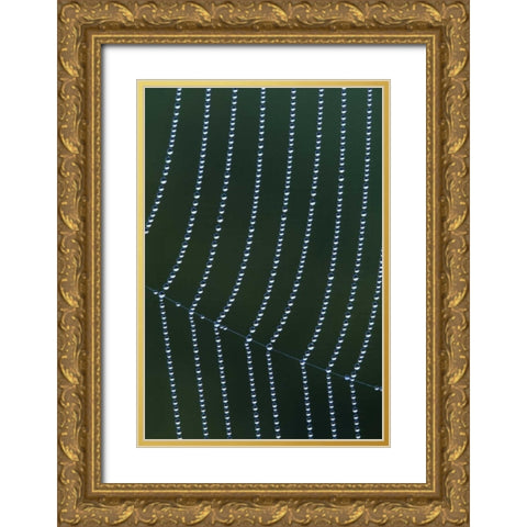 MI, Dew web strands with horizontal junction Gold Ornate Wood Framed Art Print with Double Matting by Carlson, Mark