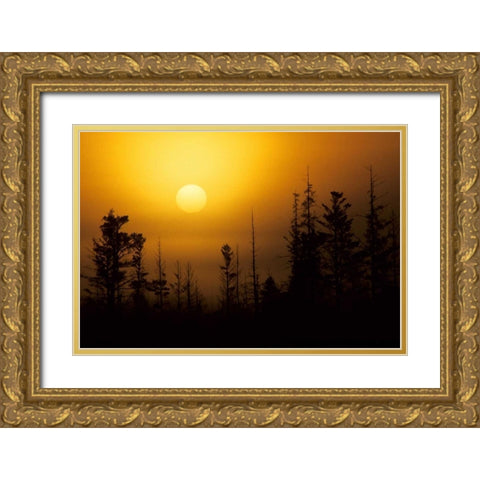 MI, Foggy sunrise over silhouetted evergreens Gold Ornate Wood Framed Art Print with Double Matting by Carlson, Mark