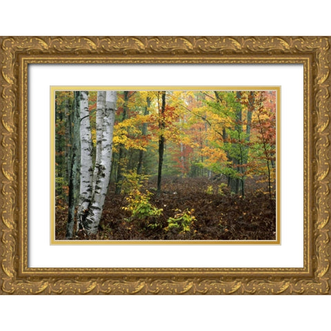 Michigan Forest in light fog and autumn colors Gold Ornate Wood Framed Art Print with Double Matting by Carlson, Mark