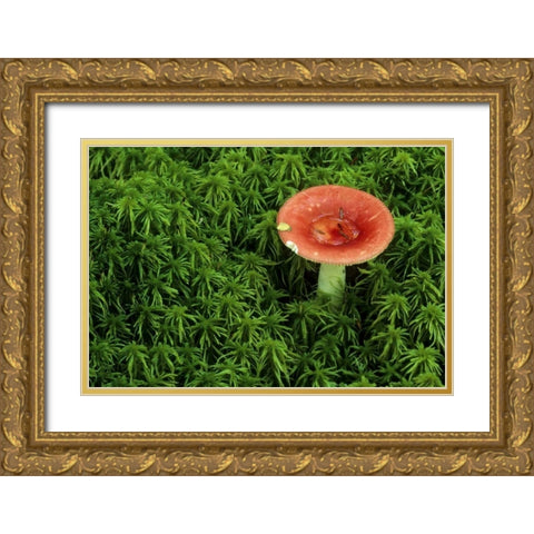 Michigan Russula mushroom in sphagnum moss Gold Ornate Wood Framed Art Print with Double Matting by Carlson, Mark