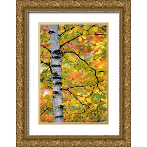 Michigan, Upper Peninsula Birch trees in autumn Gold Ornate Wood Framed Art Print with Double Matting by Carlson, Mark