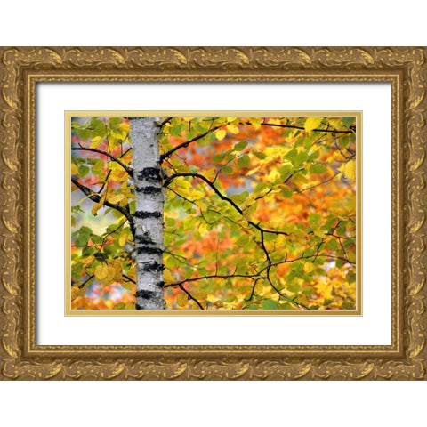 Michigan, Upper Peninsula Birch trees in autumn Gold Ornate Wood Framed Art Print with Double Matting by Carlson, Mark