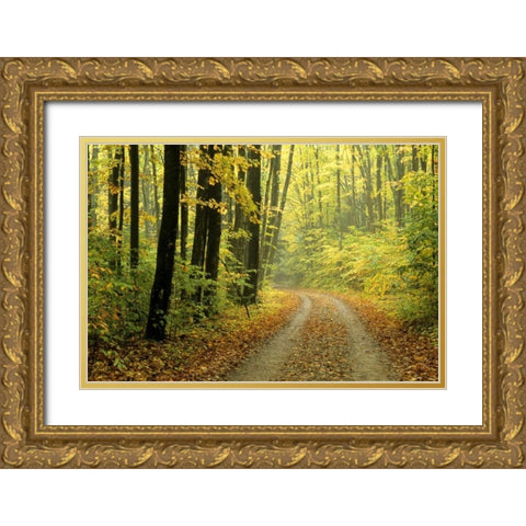 MI, Two-track road through woods in light fog Gold Ornate Wood Framed Art Print with Double Matting by Carlson, Mark