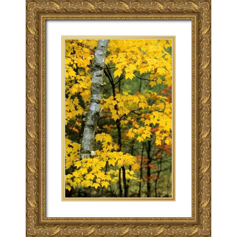 Michigan, Upper Peninsula Birch trees in autumn Gold Ornate Wood Framed Art Print with Double Matting by Carlson, Mark