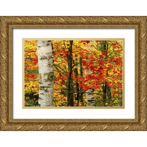 MI, White paper birch tree trunks amid red maple Gold Ornate Wood Framed Art Print with Double Matting by Carlson, Mark