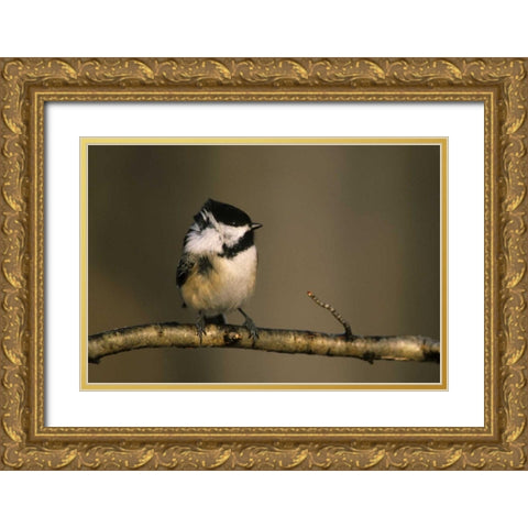 MI, Black-capped chickadee perched in winter wind Gold Ornate Wood Framed Art Print with Double Matting by Carlson, Mark