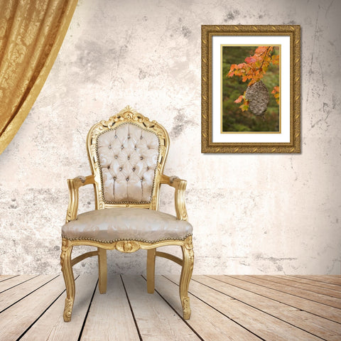 MI, Bald-faced hornet nest in a maple tree Gold Ornate Wood Framed Art Print with Double Matting by Grall, Don