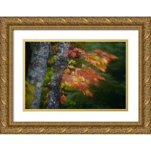 Michigan Autumn colors of maple leaves Gold Ornate Wood Framed Art Print with Double Matting by Grall, Don
