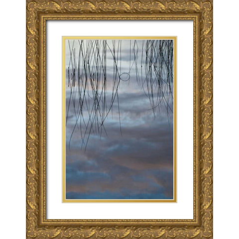 MI, Cloud reflections and reeds in Thornton Lake Gold Ornate Wood Framed Art Print with Double Matting by Rotenberg, Nancy