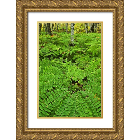 USA, Michigan Maiden hair fern in forest Gold Ornate Wood Framed Art Print with Double Matting by Rotenberg, Nancy