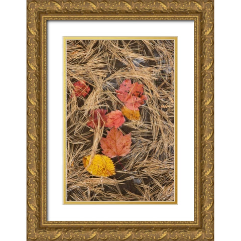 MI, Autumn leaves and pine needles float in pool Gold Ornate Wood Framed Art Print with Double Matting by Grall, Don