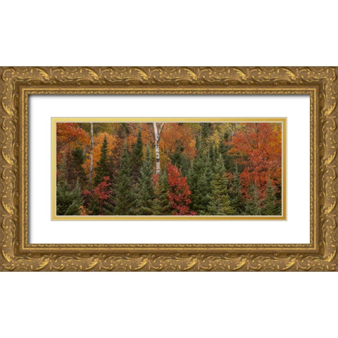 Michigan Evergreens and red maples in autumn Gold Ornate Wood Framed Art Print with Double Matting by Grall, Don