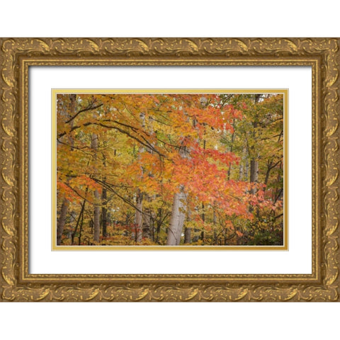 Michigan Red maple trees in autumn color Gold Ornate Wood Framed Art Print with Double Matting by Grall, Don