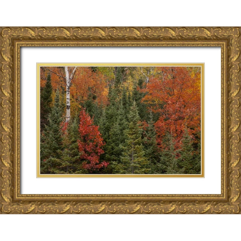 Michigan Evergreens and red maples in autumn Gold Ornate Wood Framed Art Print with Double Matting by Grall, Don