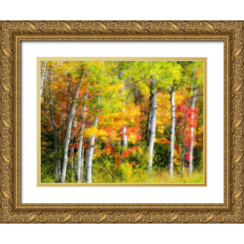 US-Michigan-Upper Peninsula Fall colors in the forest Gold Ornate Wood Framed Art Print with Double Matting by Eggers, Julie