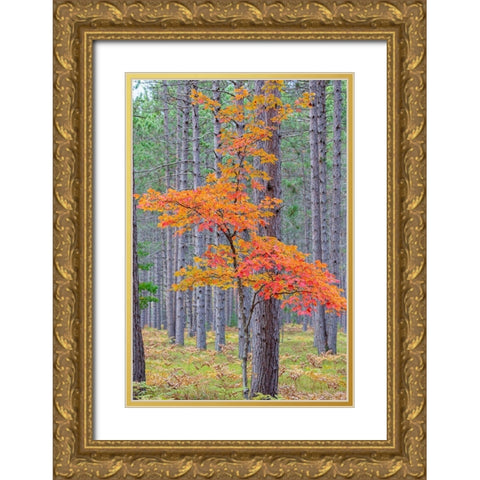 Red Maple tree in pine forest in fall-Alger County-Michigan Gold Ornate Wood Framed Art Print with Double Matting by Day, Richard and Susan