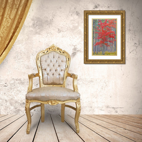 Red Maple tree in pine forest in fall-Alger County-Michigan Gold Ornate Wood Framed Art Print with Double Matting by Day, Richard and Susan