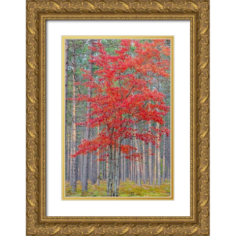 Red Maple tree in pine forest in fall-Alger County-Michigan Gold Ornate Wood Framed Art Print with Double Matting by Day, Richard and Susan