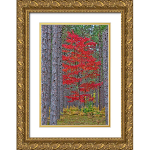 Red Maple tree in pine forest in fall-Alger County-Michigan Gold Ornate Wood Framed Art Print with Double Matting by Day, Richard and Susan
