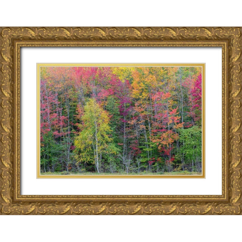 Thornton Lake in fall color-Alger County-Michigan Gold Ornate Wood Framed Art Print with Double Matting by Day, Richard and Susan